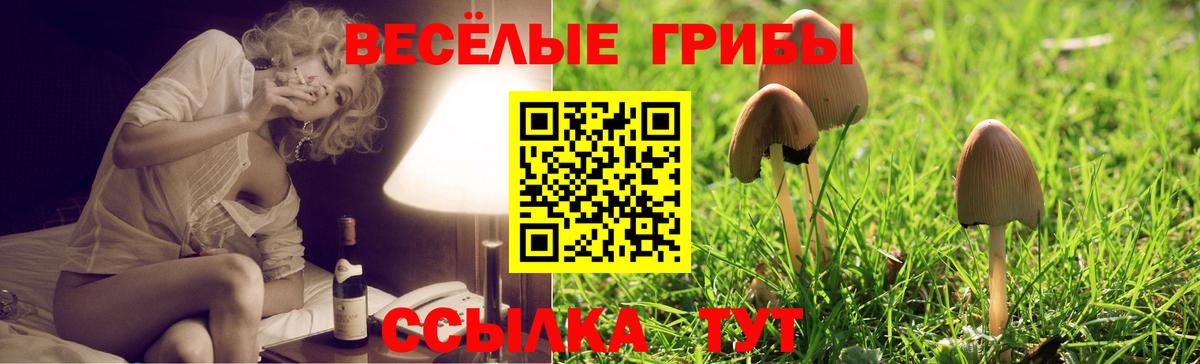 Галлюциногенные грибы Psilocybe  Вход с VPN  Новокузнецк 